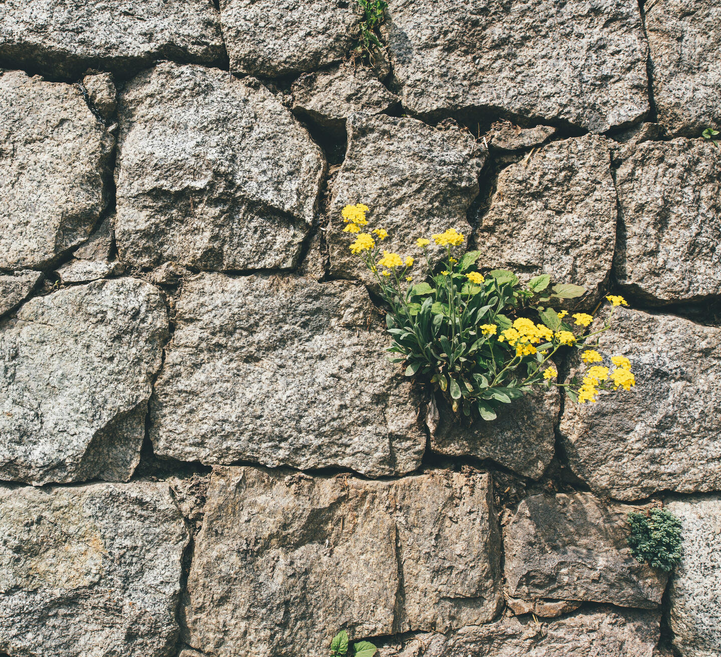 Consultazione e psicoterapia Fiori su roccia